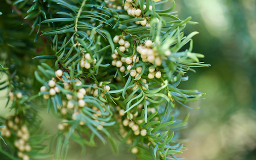 Small bunch of pine cones  from Chrome web store to be run with OffiDocs Chromium online