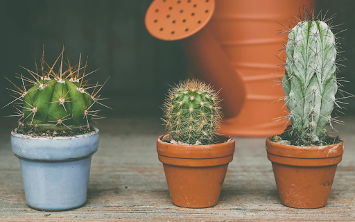 Small Cactus Pots  from Chrome web store to be run with OffiDocs Chromium online