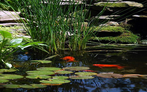 Small corner garden pond wallpaper  from Chrome web store to be run with OffiDocs Chromium online