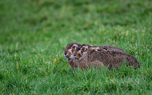 Small eared brown rabbit on the grass  from Chrome web store to be run with OffiDocs Chromium online
