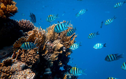Small fish are swimming around beautiful corals  from Chrome web store to be run with OffiDocs Chromium online