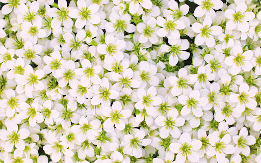 Small five petaled flower  from Chrome web store to be run with OffiDocs Chromium online