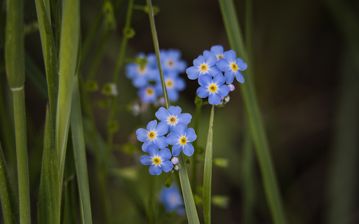 Small Five Petal Flower  from Chrome web store to be run with OffiDocs Chromium online