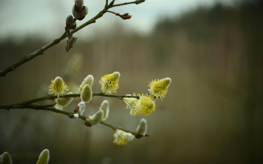 Small flower branch  from Chrome web store to be run with OffiDocs Chromium online