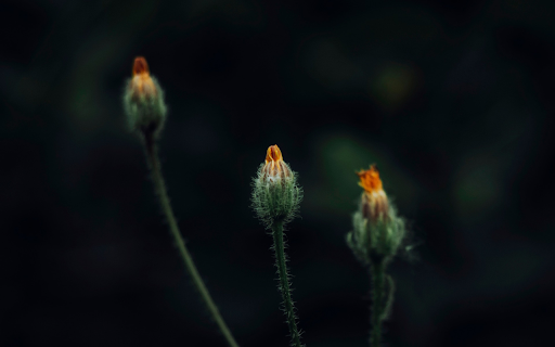 Small flower buds  from Chrome web store to be run with OffiDocs Chromium online