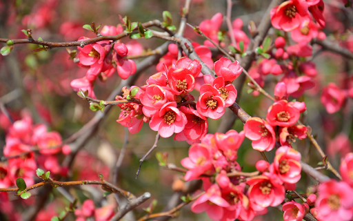 Small flowers  from Chrome web store to be run with OffiDocs Chromium online