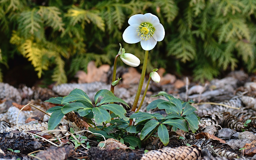 Small Flower Tree on Pine Hill  from Chrome web store to be run with OffiDocs Chromium online