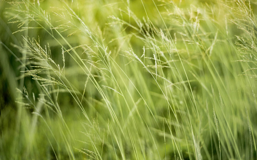 Small Grass Flower  from Chrome web store to be run with OffiDocs Chromium online