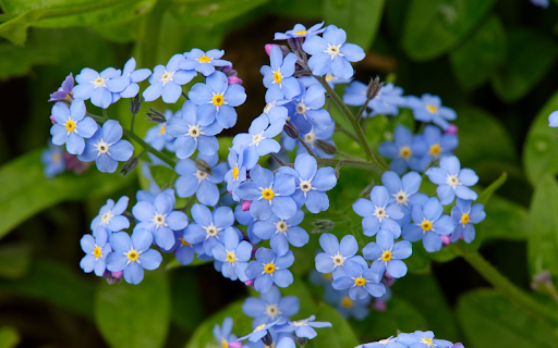 Small Green Flower Branch  from Chrome web store to be run with OffiDocs Chromium online