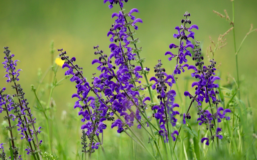 Small green flower branches  from Chrome web store to be run with OffiDocs Chromium online