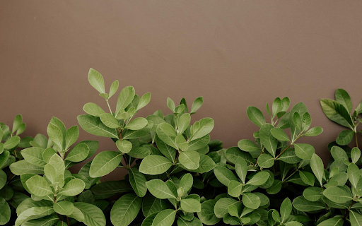 Small Green Tree  from Chrome web store to be run with OffiDocs Chromium online