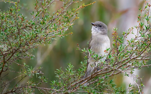 Small Grey Bird on a Green Bush  from Chrome web store to be run with OffiDocs Chromium online