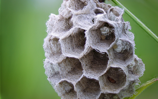 Small honeycomb and young pupa  from Chrome web store to be run with OffiDocs Chromium online