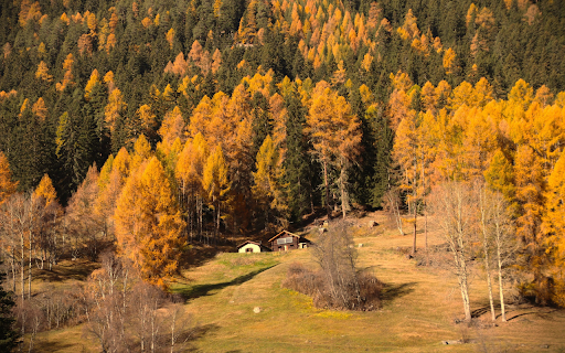 Small house deep in the yellowforest  from Chrome web store to be run with OffiDocs Chromium online