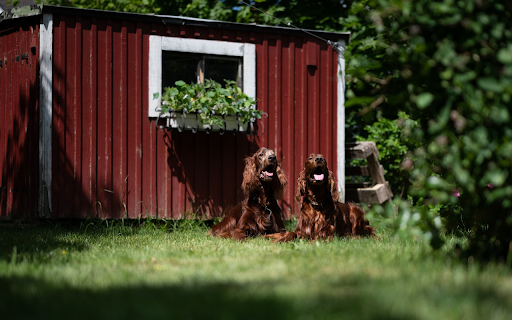 Small house of two dogs  from Chrome web store to be run with OffiDocs Chromium online