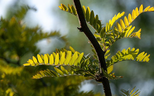Small Leaves  from Chrome web store to be run with OffiDocs Chromium online