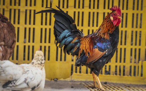 Small legged domestic chicken breed  from Chrome web store to be run with OffiDocs Chromium online