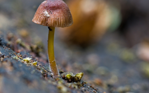 Small, long brown mushroom from Chrome web store to be run with OffiDocs Chromium online Small, long brown mushroom from Chrome web store to be run with OffiDocs Chromium online