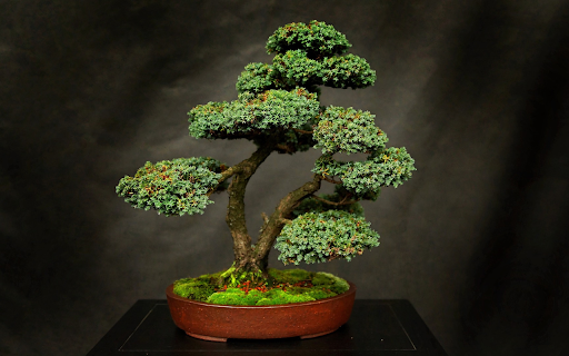 Small multi canopy tree  from Chrome web store to be run with OffiDocs Chromium online