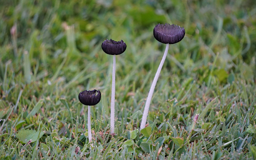 Small mushrooms  from Chrome web store to be run with OffiDocs Chromium online