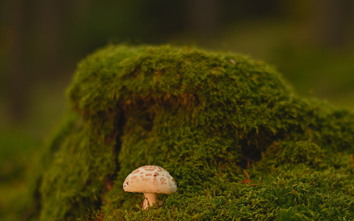 Small mushrooms and moss  from Chrome web store to be run with OffiDocs Chromium online