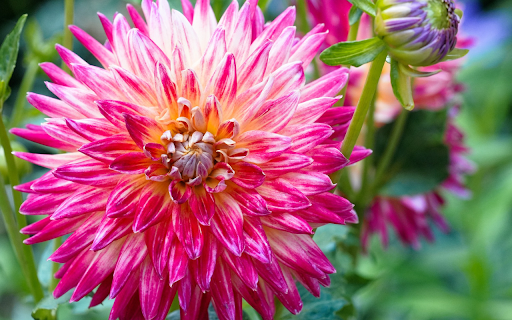 Small Petal Dahlia from Chrome web store to be run with OffiDocs Chromium online Small Petal Dahlia from Chrome web store to be run with OffiDocs Chromium online