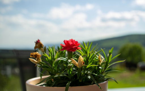 Small pot and flowers  from Chrome web store to be run with OffiDocs Chromium online