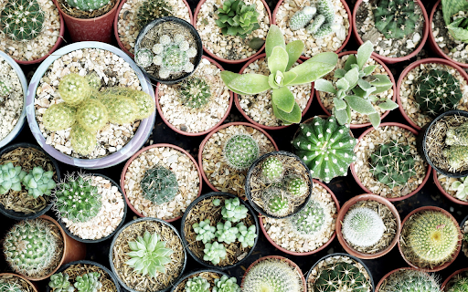 small pots of cacti  from Chrome web store to be run with OffiDocs Chromium online