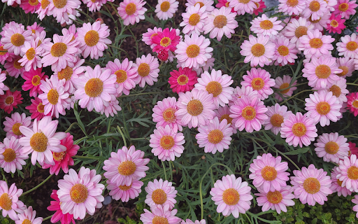 Small Purple and Pink Flowers  from Chrome web store to be run with OffiDocs Chromium online
