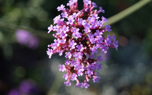 Small purple flower branch  from Chrome web store to be run with OffiDocs Chromium online