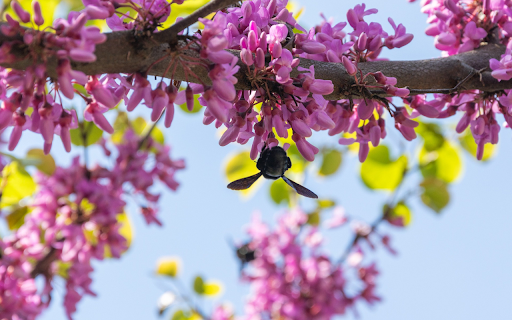 Small purple flowers and bees  from Chrome web store to be run with OffiDocs Chromium online