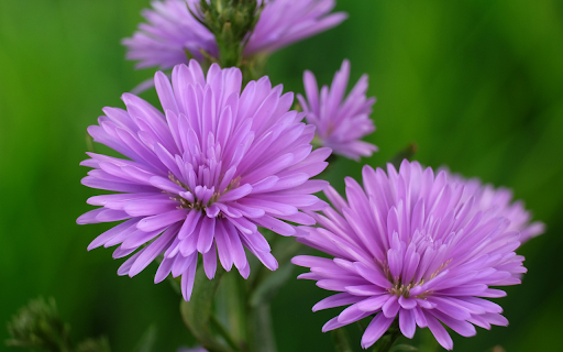 Small purple petals  from Chrome web store to be run with OffiDocs Chromium online