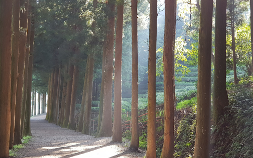 Small road and large trees  from Chrome web store to be run with OffiDocs Chromium online