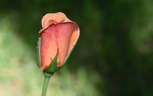 Small Rose Bud  from Chrome web store to be run with OffiDocs Chromium online