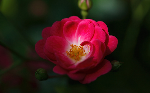 Small Rose Petals  from Chrome web store to be run with OffiDocs Chromium online