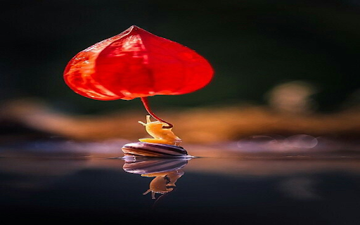 Small snail wallpaper  from Chrome web store to be run with OffiDocs Chromium online