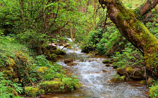 Small stream next to the forest  from Chrome web store to be run with OffiDocs Chromium online