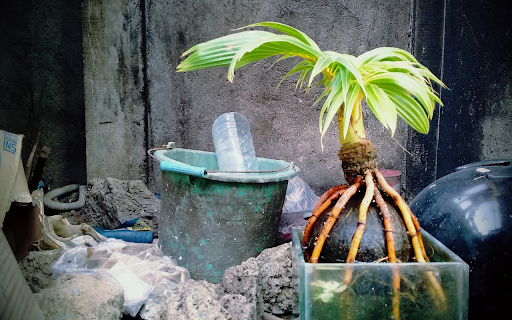 Small tree and roots  from Chrome web store to be run with OffiDocs Chromium online