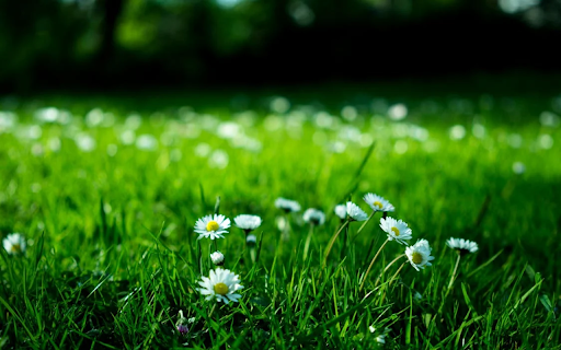 Small white chrysanthemums bloom  from Chrome web store to be run with OffiDocs Chromium online
