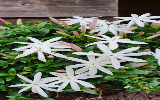 Small white flower bush wallpaper  from Chrome web store to be run with OffiDocs Chromium online