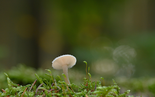 Small White Mushroom on Moss  from Chrome web store to be run with OffiDocs Chromium online