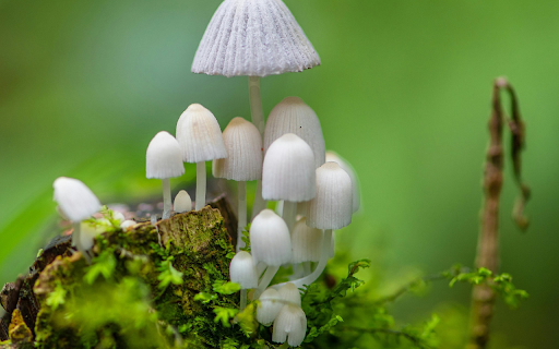 small white mushrooms  from Chrome web store to be run with OffiDocs Chromium online