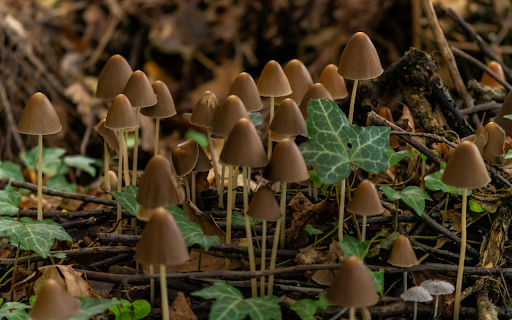 Small wild mushrooms  from Chrome web store to be run with OffiDocs Chromium online