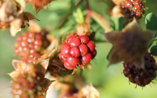 Small wild raspberries  from Chrome web store to be run with OffiDocs Chromium online