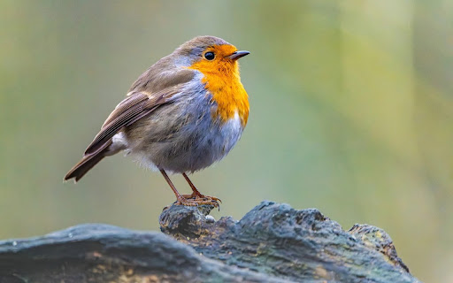 SMALL YELLOW FEATHER BIRD THEME  from Chrome web store to be run with OffiDocs Chromium online SMALL YELLOW FEATHER BIRD THEME  from Chrome web store to be run with OffiDocs Chromium online