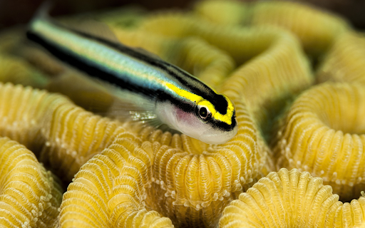 Small yellow fish with black stripes  from Chrome web store to be run with OffiDocs Chromium online