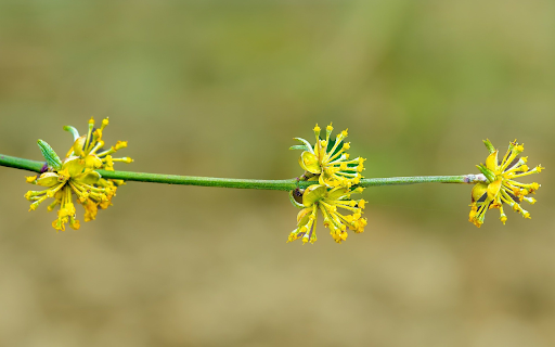 Small yellow flower branch  from Chrome web store to be run with OffiDocs Chromium online