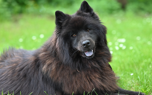 Smart black dog  from Chrome web store to be run with OffiDocs Chromium online