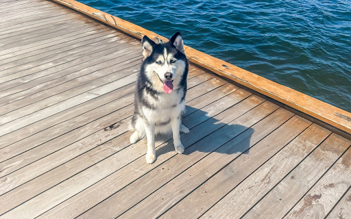 Smart dog goes to the beach  from Chrome web store to be run with OffiDocs Chromium online