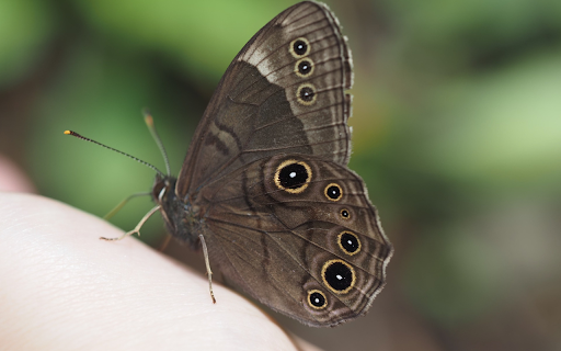 Smoke Gray Butterfly  from Chrome web store to be run with OffiDocs Chromium online